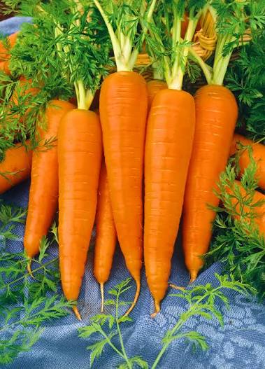 Carrots | Yogros